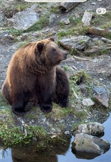 Brown bear sitting on a grassy rocky bank with its reflection in the water at Fortress of the Bear, Baranof Island