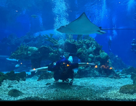 Lawrence Brody in scuba gear swimming beside a stingray in EPCOT's Living Seas aquarium