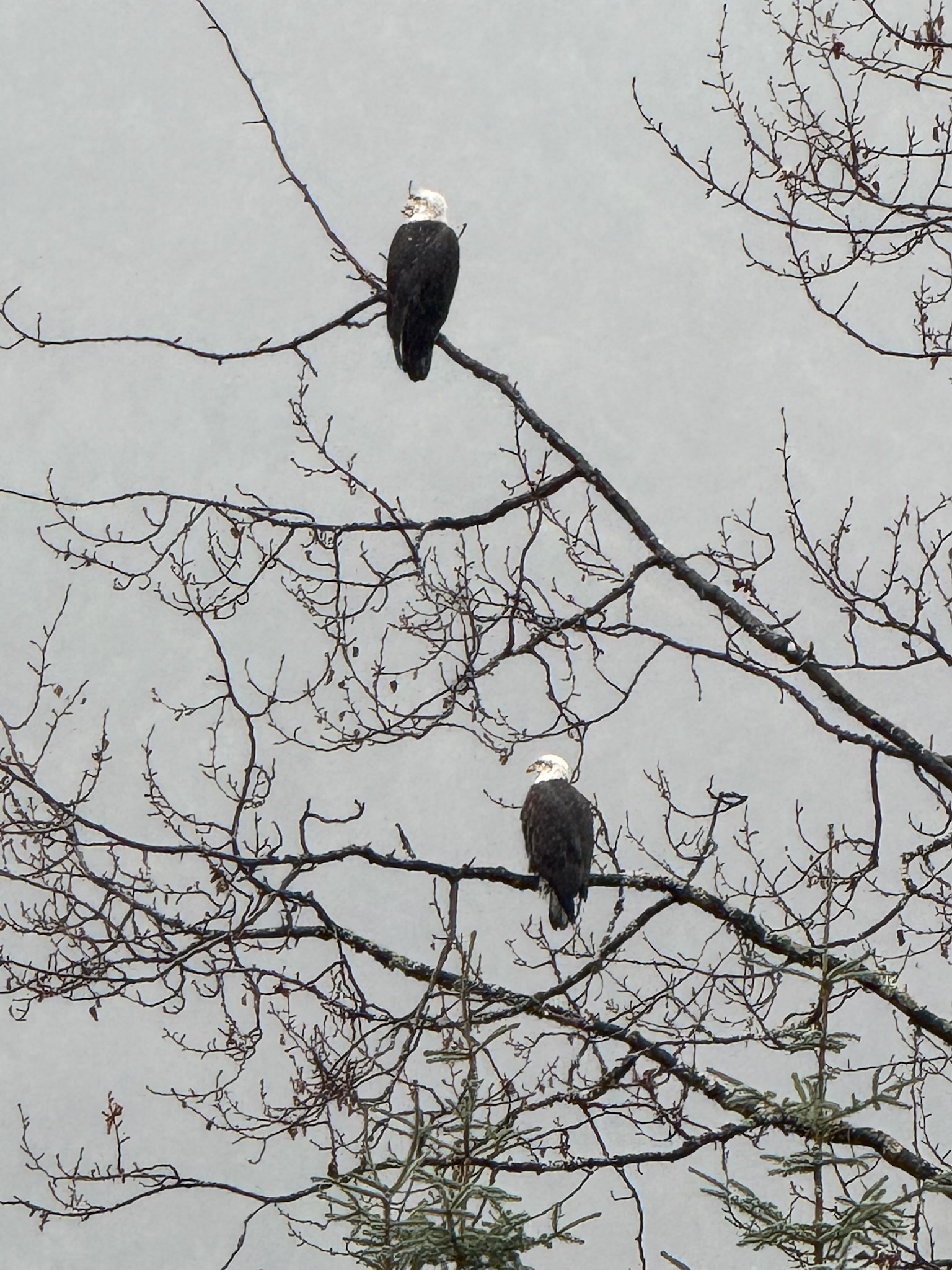 Two bald eagles perched on bare tree branches against an overcast gray Alaska sky