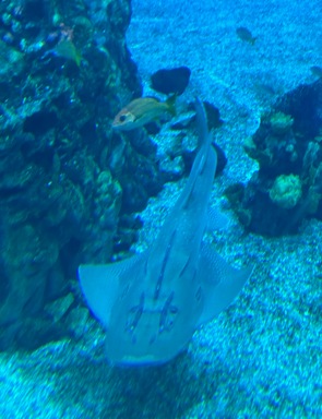 Stingray gliding through blue water in EPCOT's Living Seas aquarium