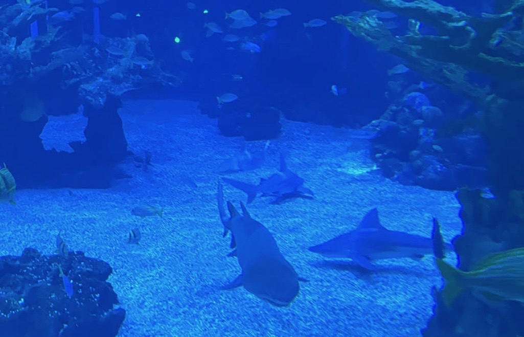 Multiple sharks swimming near a sandy bottom with reef fish and rocky coral in EPCOT's Living Seas aquarium