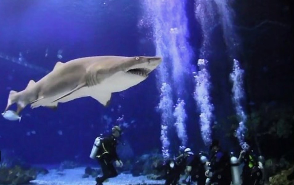 Sand tiger shark swimming above scuba divers in EPCOT's Living Seas aquarium
