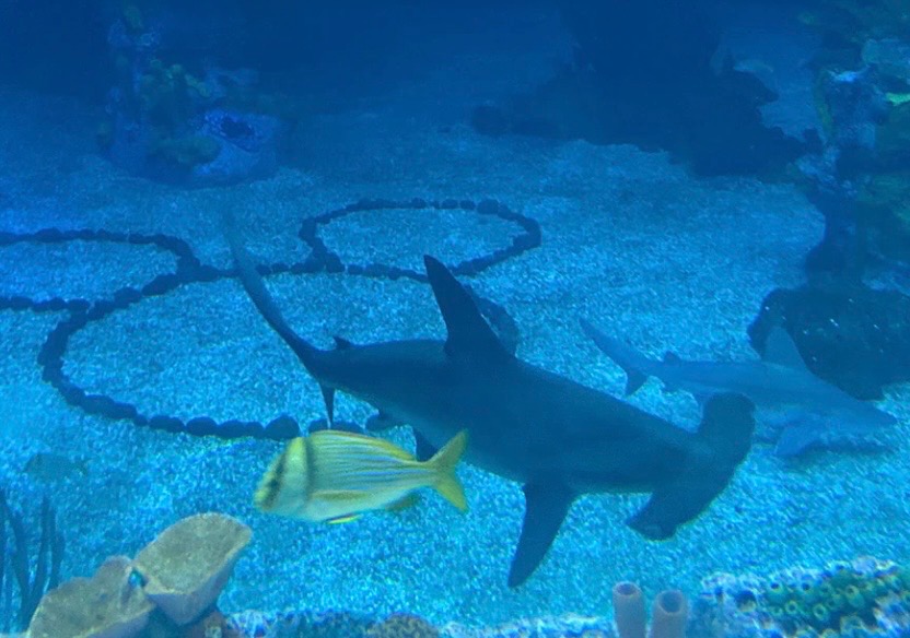 Hammerhead shark swimming near the sandy bottom of EPCOT's Living Seas aquarium