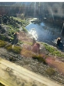 Several brown bears along a stream bank at Fortress of the Bear on Baranof Island near Sitka